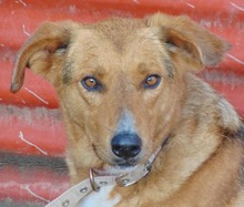 BROWN, Hund, Mischlingshund in Griechenland - Bild 7