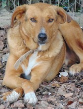 BROWN, Hund, Mischlingshund in Griechenland - Bild 8
