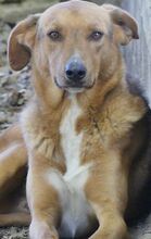 BROWN, Hund, Mischlingshund in Griechenland - Bild 9