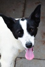 LYS, Hund, Mischlingshund in Spanien - Bild 1