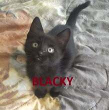 BLACKY, Katze, Europäisch Kurzhaar in Bulgarien - Bild 1