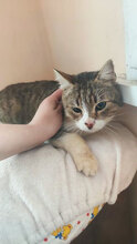 HARRY, Katze, Hauskatze in Bulgarien - Bild 1