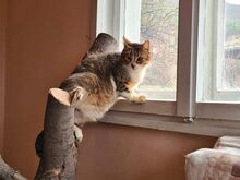 HARRY, Katze, Hauskatze in Bulgarien - Bild 2
