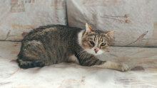 HARRY, Katze, Hauskatze in Bulgarien - Bild 3