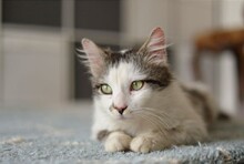 GRIGOR, Katze, Hauskatze in Eutin - Bild 2