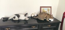 GRIGOR, Katze, Hauskatze in Eutin - Bild 4