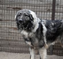 BORISZ, Hund, Mischlingshund in Ungarn - Bild 2