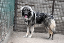 BORISZ, Hund, Mischlingshund in Ungarn - Bild 5