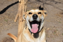 BOBO, Hund, Mischlingshund in Ungarn - Bild 1