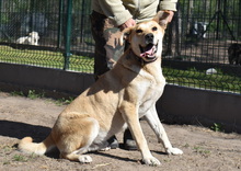 BOBO, Hund, Mischlingshund in Ungarn - Bild 2
