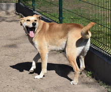 BOBO, Hund, Mischlingshund in Ungarn - Bild 3