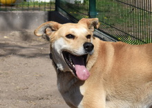 BOBO, Hund, Mischlingshund in Ungarn - Bild 4