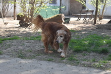 GINO, Hund, Mischlingshund in Ungarn - Bild 2