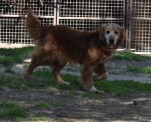 GINO, Hund, Mischlingshund in Ungarn - Bild 5