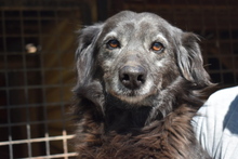 SISSY, Hund, Mischlingshund in Ungarn - Bild 1