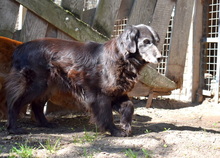 SISSY, Hund, Mischlingshund in Ungarn - Bild 4
