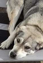 LASSIE, Hund, Mischlingshund in Griechenland - Bild 10