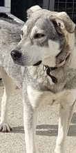 LASSIE, Hund, Mischlingshund in Griechenland - Bild 3