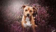 RAFI, Hund, Mischlingshund in Vollersode - Bild 1