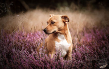 RAFI, Hund, Mischlingshund in Vollersode - Bild 2