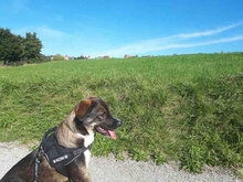 KONI, Hund, Mischlingshund in Emmerting - Bild 3