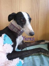 YARA2, Hund, Galgo Español in Spanien - Bild 3
