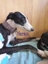 YARA2, Hund, Galgo Español in Spanien - Bild 4