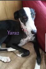 YARA2, Hund, Galgo Español in Spanien - Bild 6