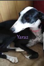 YARA2, Hund, Galgo Español in Spanien - Bild 7