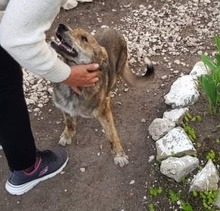 ANNIE, Hund, Mischlingshund in Barsinghausen - Bild 6