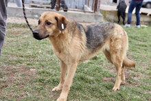 LEA, Hund, Mischlingshund in Bulgarien - Bild 3