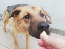 LEA, Hund, Mischlingshund in Bulgarien - Bild 4