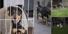 ZENIT, Hund, Mischlingshund in Polen - Bild 10