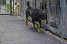 ZENIT, Hund, Mischlingshund in Polen - Bild 2