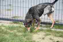 ZENIT, Hund, Mischlingshund in Polen - Bild 6