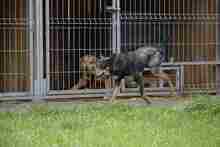 ZENIT, Hund, Mischlingshund in Polen - Bild 8