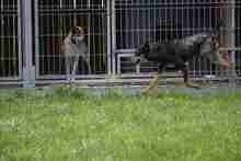 ZENIT, Hund, Mischlingshund in Polen - Bild 9
