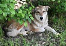 LUPA, Hund, Mischlingshund in Rumänien - Bild 1