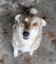 LUPA, Hund, Mischlingshund in Rumänien - Bild 3
