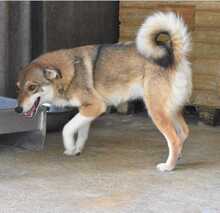 LUPA, Hund, Mischlingshund in Rumänien - Bild 5