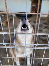 LUPA, Hund, Mischlingshund in Rumänien - Bild 6