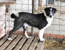 SHADOW, Hund, Mischlingshund in Rumänien - Bild 1