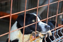 SHADOW, Hund, Mischlingshund in Rumänien - Bild 3