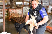SHADOW, Hund, Mischlingshund in Rumänien - Bild 4