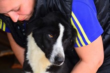 SHADOW, Hund, Mischlingshund in Rumänien - Bild 5