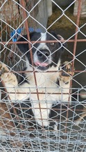 SHADOW, Hund, Mischlingshund in Rumänien - Bild 6