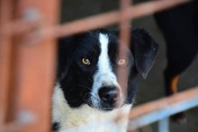 SHADOW, Hund, Mischlingshund in Rumänien - Bild 7