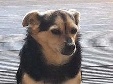 THALIA, Hund, Mischlingshund in Nettetal - Bild 1
