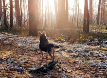 THALIA, Hund, Mischlingshund in Nettetal - Bild 6