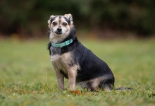 THALIA, Hund, Mischlingshund in Nettetal - Bild 9